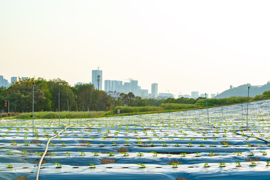 花卉种植基地