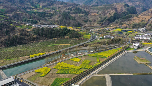 汇湾油菜海