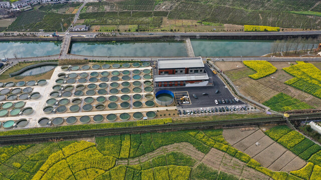 汇湾油菜基地