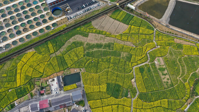 汇湾油菜基地