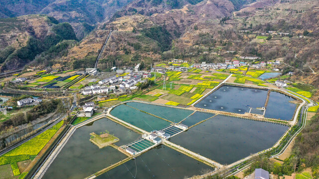 汇湾油菜鱼塘