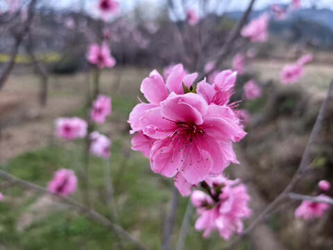 桃花盛开