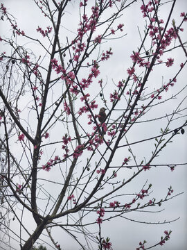 盛开的桃花与小鸟