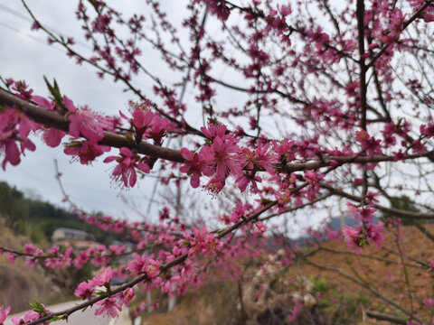 玫红色桃花