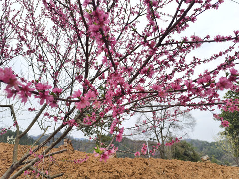 桃花