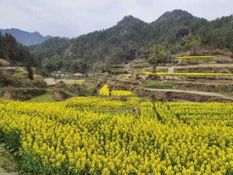 山里的油菜花