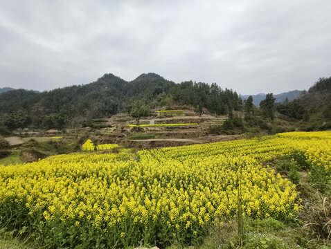 青山与油菜花