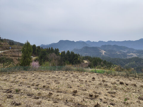 水稻田与远山