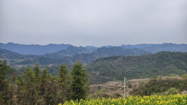 油菜花与远山