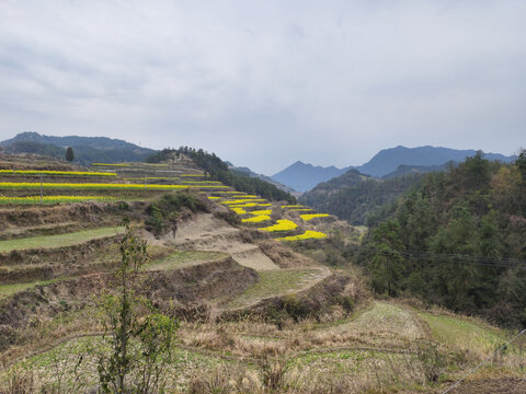 山坡梯田