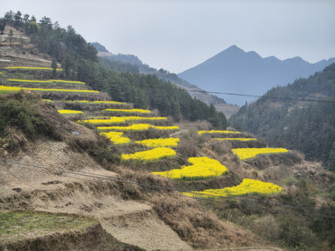 山坡梯田与油菜花