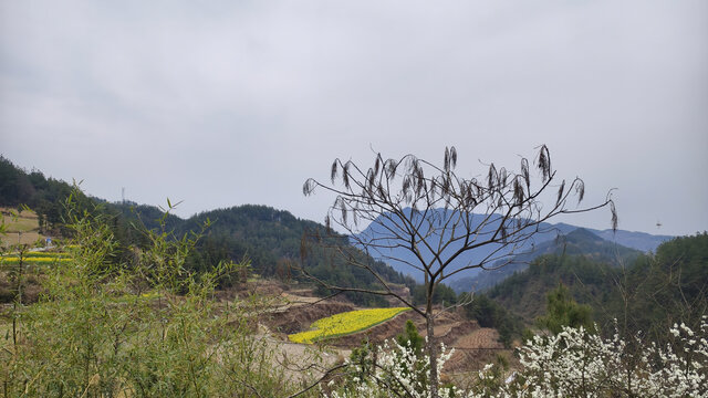 李花与山坡梯田
