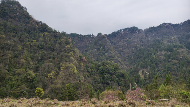 山花烂漫时