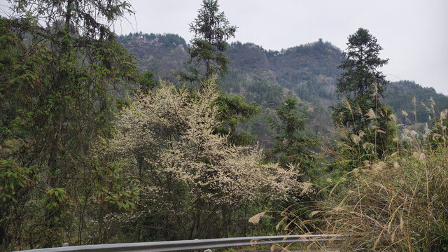 大山与绿植