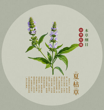 夏枯草手绘插画中草药图鉴