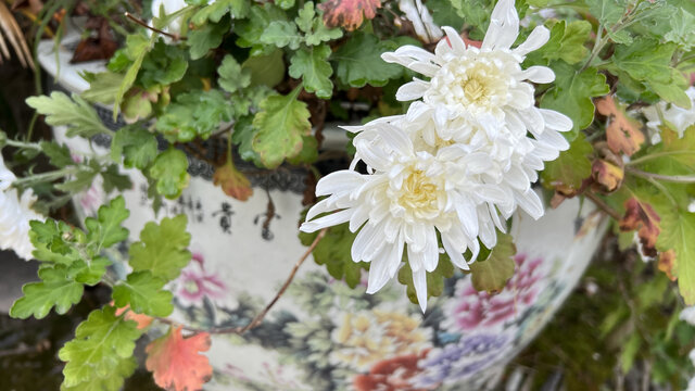 白色的菊花