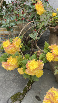 菊花