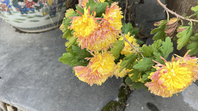 菊花