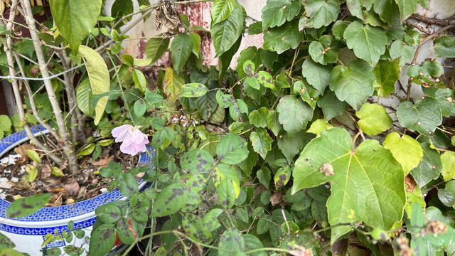 景德镇的花草