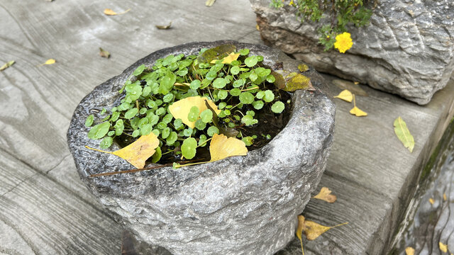 景德镇的花草