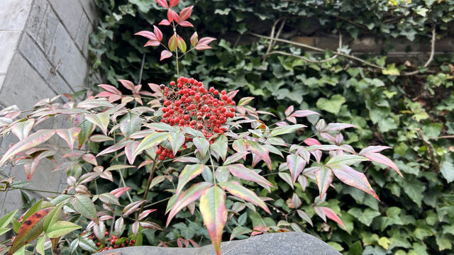 景德镇的花草