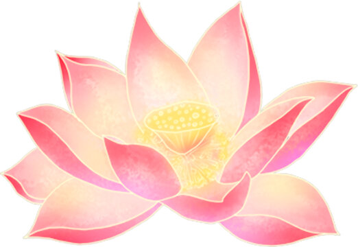 荷花
