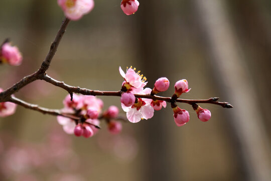 桃花