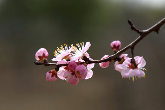 桃花