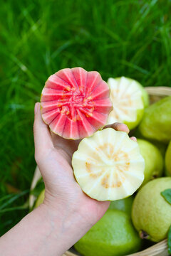 红白芭乐