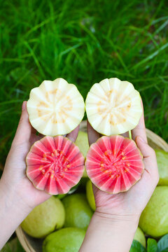 红白芭乐