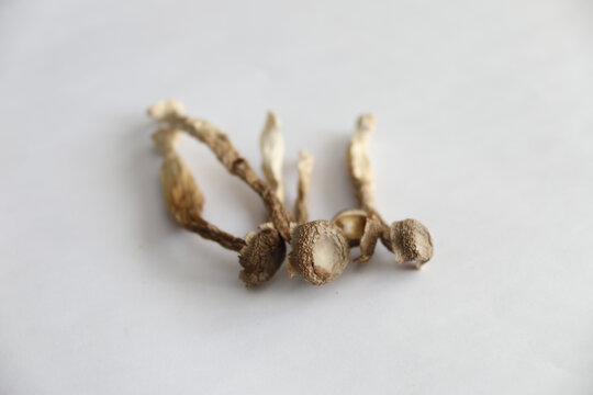 干鹿茸菇