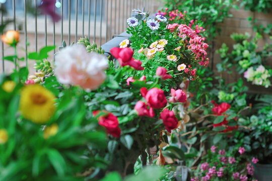 阳台花卉