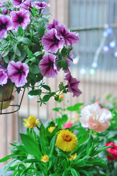 矮牵牛花
