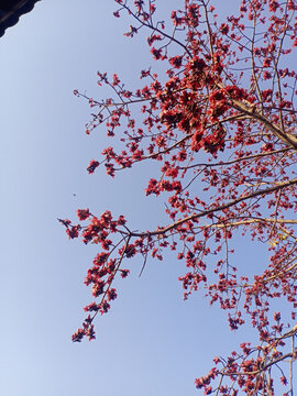 木棉花