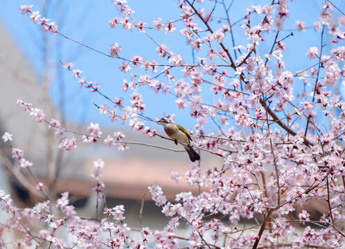 春天盛开的桃花枝头小鸟