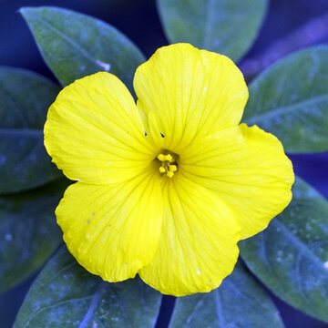 石海椒花小黄花