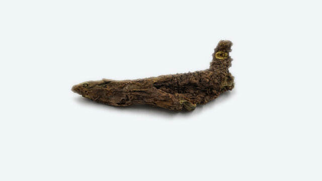 黄芩