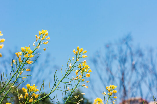 油菜花开映碧空