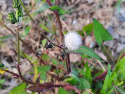 苦苣菜