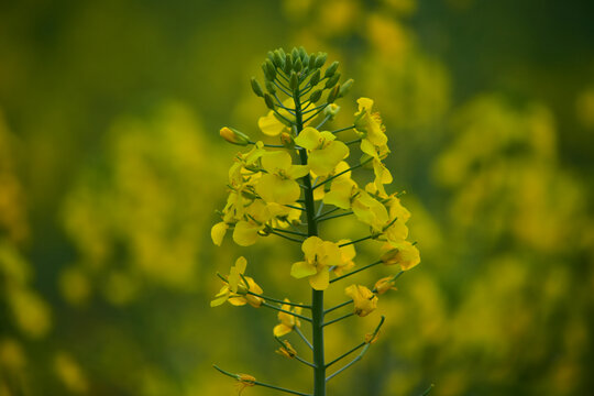 油菜花