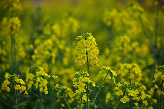 油菜花