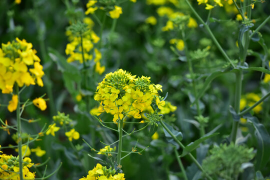 油菜花