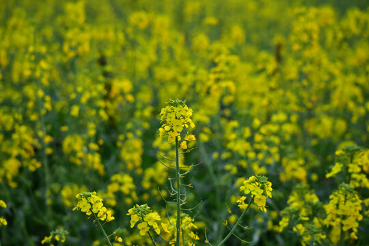 油菜花