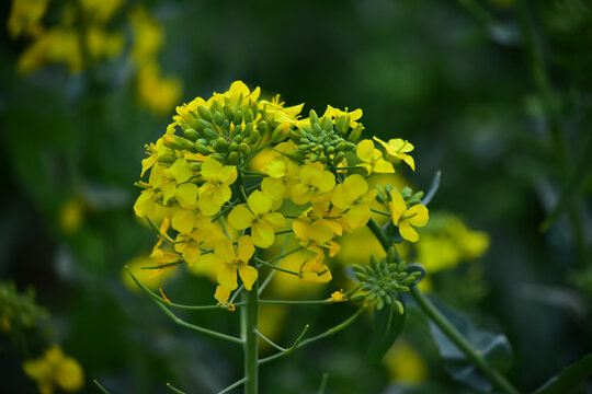 油菜花