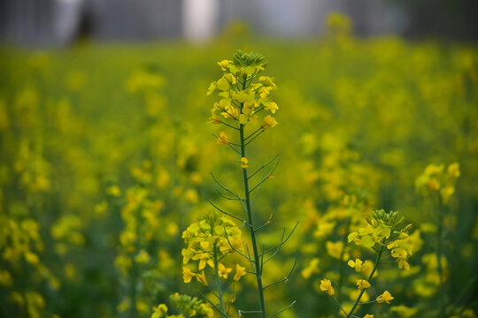 油菜花