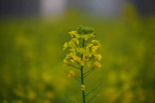 油菜花