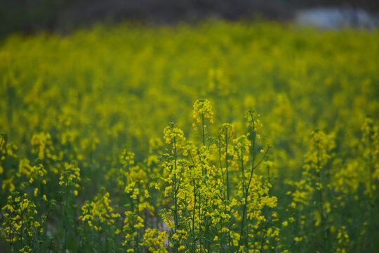 油菜花