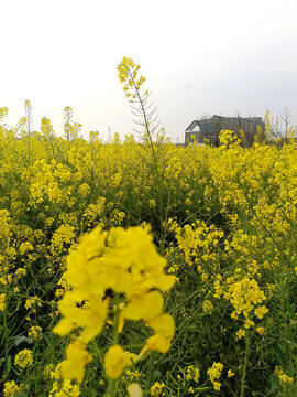 油菜花
