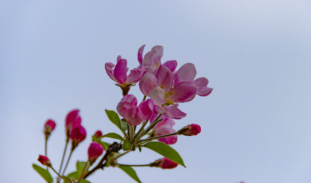 海棠花