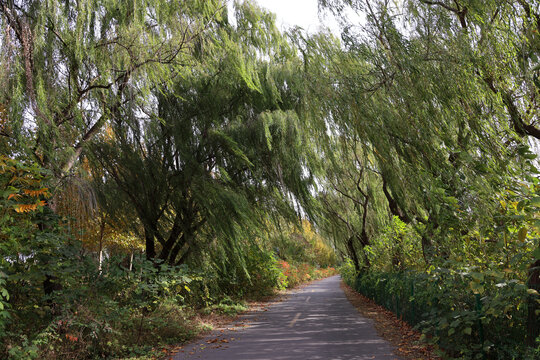 林间小路